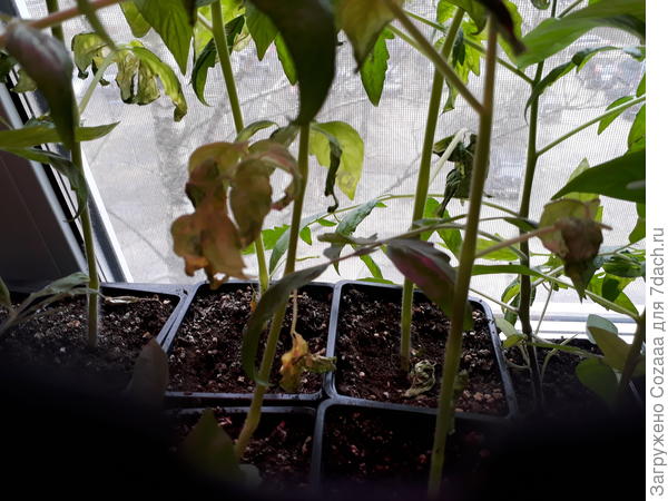 Вон внизу листики тоже подвяли.