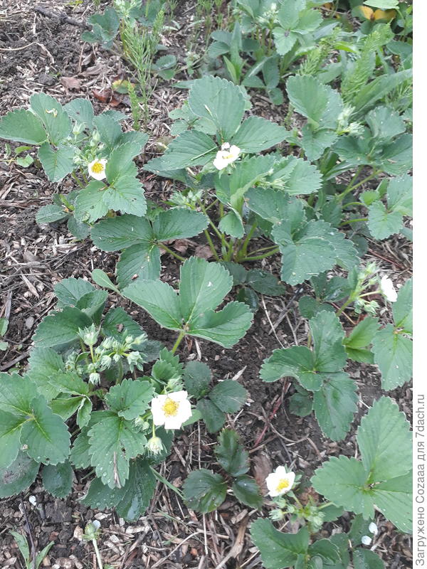 Цветёт клубничка.