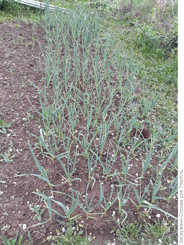 Вот, он, мой чесночёк.