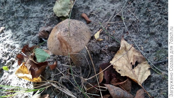 Грибы-грибочки...