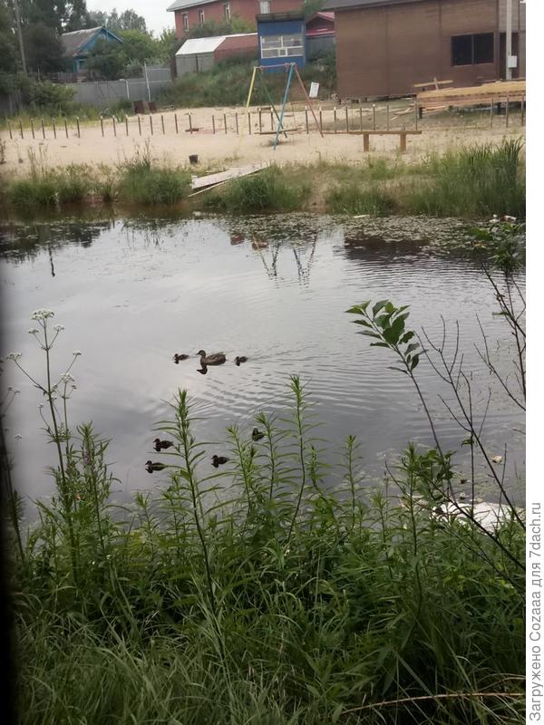 Уток стало в три раза больше! И такое впечатление, что у каждой по две головы.