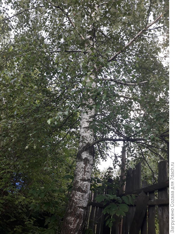 Вот она, белоствольная красавица.