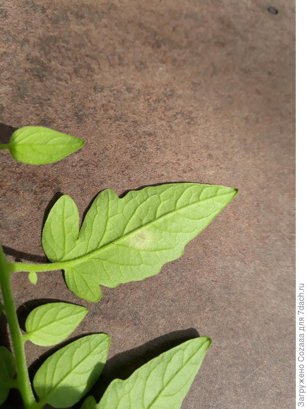 Обратная сторона