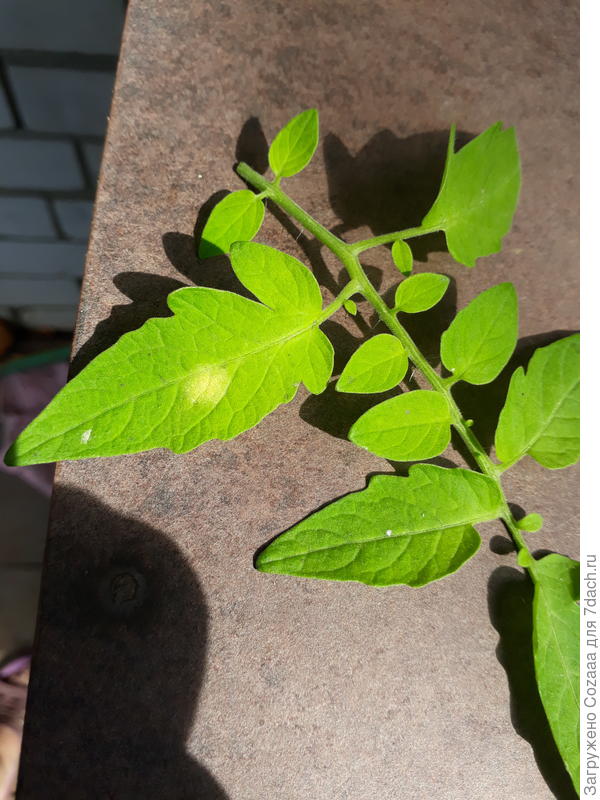 Верхняя часть