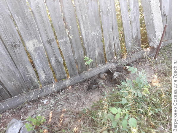 Вышли за забор покушать. Их все кормят, поэтому, не греши, отдай свой хлеб насущный.