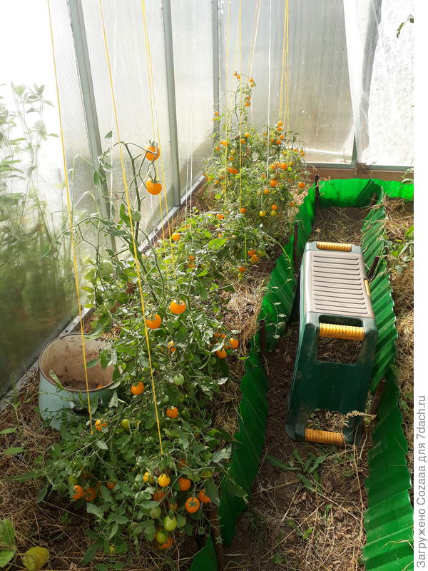 Сбор черри.