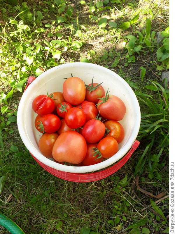 А это первое 5 литровое ведёрко с поспевшими томатами. Так вкусно пахнут! Крупные -  на салат, помельче - в банки.