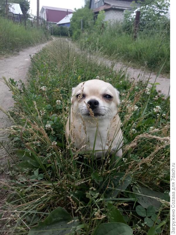 Замаскировалась. Небоскрёбы, небоскрёбы, а я маленький такой! Знакомьтесь - Петруша.