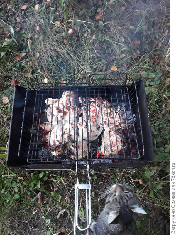 А это Шурик, так я его зову. Прибился с неделю назад. Теперь приходится брать ему еду. Он от меня не отходит. Обжог лапку. На мангал пытался вскарабкаться, к мясу (хотя я его покормила). Но кто против мяса устоит?