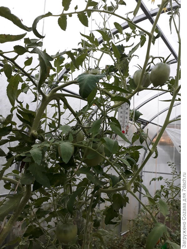 Вот они, красавчики, до сих пор кисти завязывают. Уже почти под самым потолком.