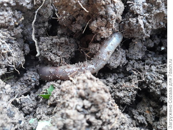 Вот какой жирненький.