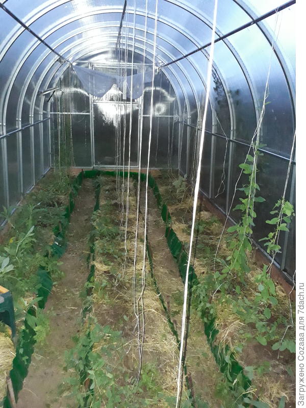 Опустевшая теплица.