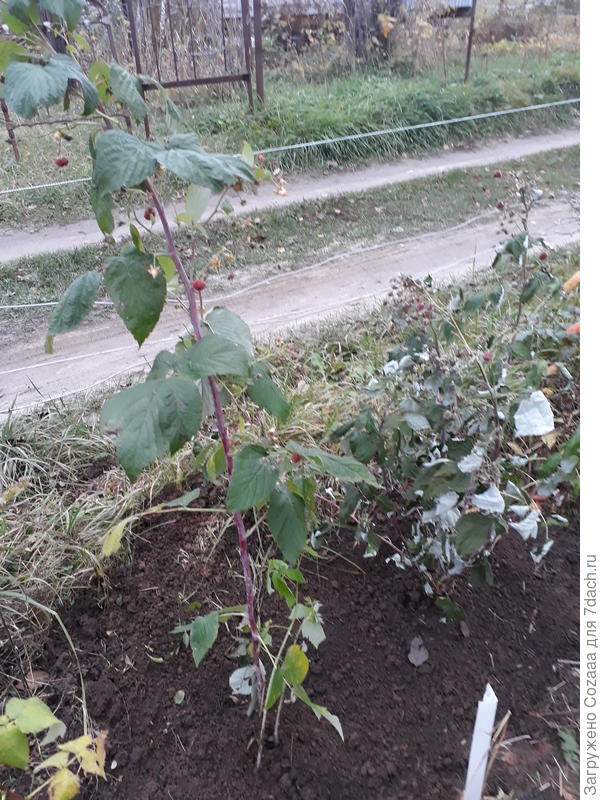 Один куст прям как будтг только выкопан. Корни были в земле и он практически не пострадал. А второй, рядом был без земли, у него листья немного подсохли. А третий чуть подальше посажен, он тоже хорошо перенёс транспортировку, думаю эти два должны прижиться. Ну и третий, буду надеяться, тоже. Но даже если приживётся хоть один, уже хороший результат.