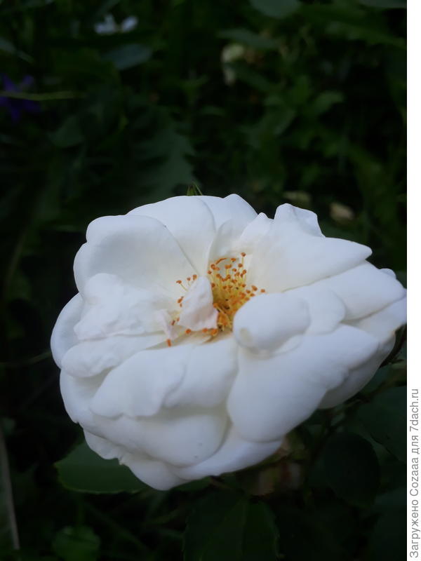 Вот тебе розочка из моего сада.