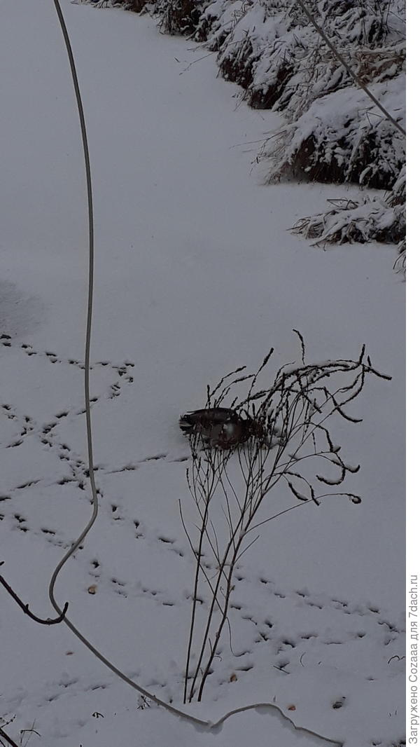 Одинокий утёнок.