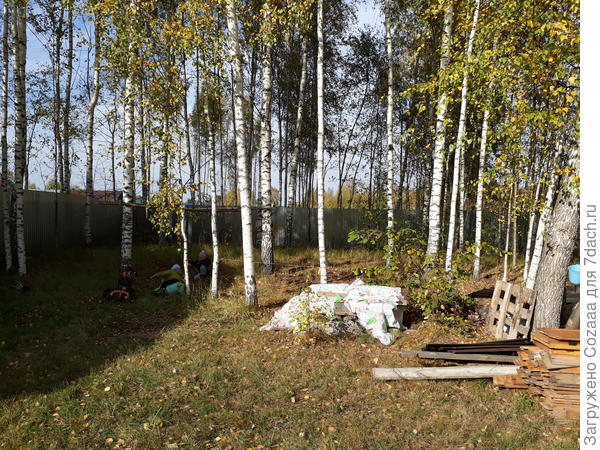 Вот ещё одна. Берёзы растут довольно часто.