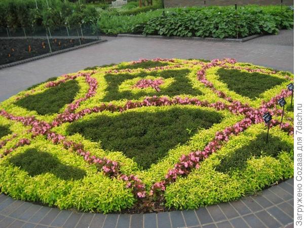 Пример ковровой клумбы из интернета.