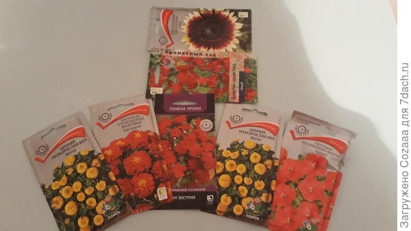 Четвёртый вариант. Эти цветут все вместе.