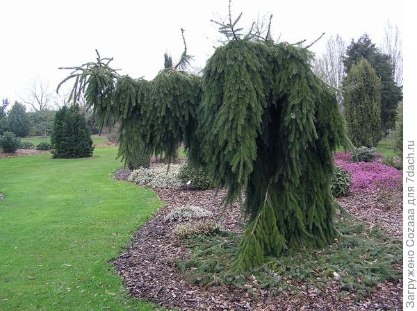 Ель сербская пендула. Пендула - это значит плакучая форма.