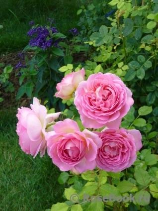 Вот, Джубили Селебрейшн. Стащила с Rosebook. Цветок совсем другой.