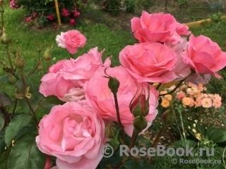 Королева Англии с сайта Rosebook