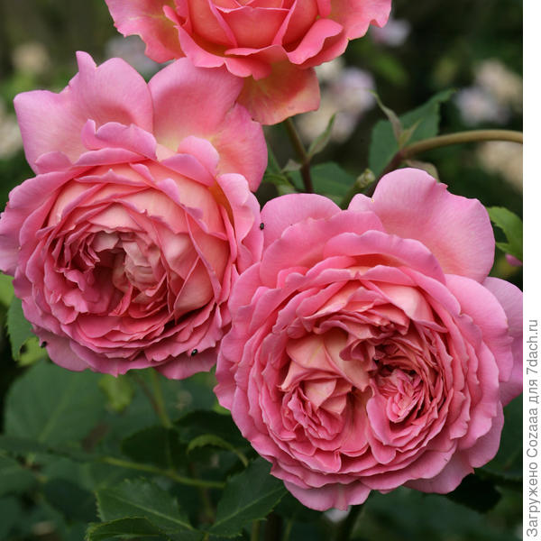 Вот ещё фото. Из интернета.