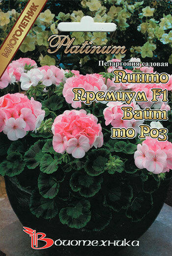 Вот такая геранька должна быть.