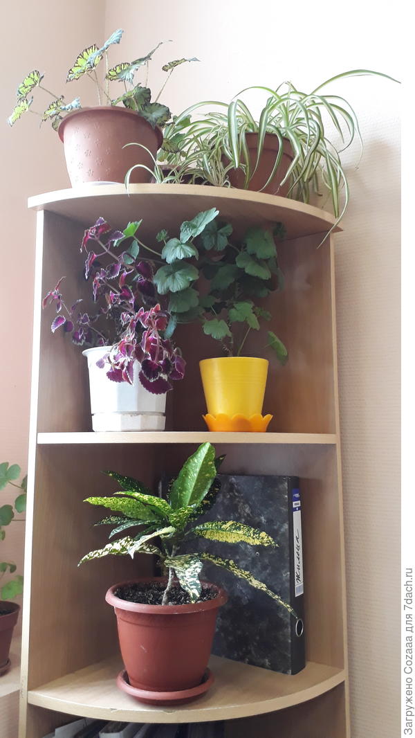 Гармоничный союз.