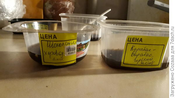 Замачиваю в растворе фитоспорина на 2 часа для обеззараживания.