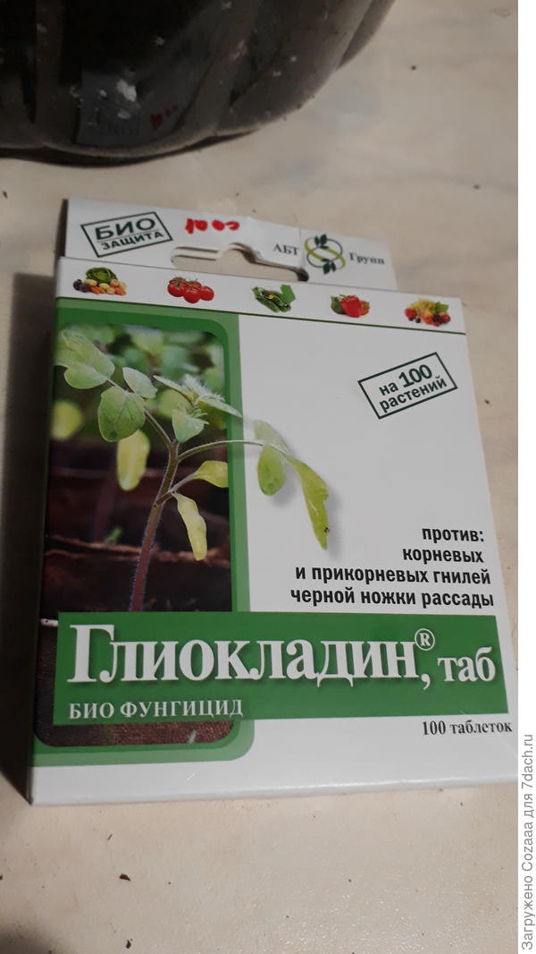 В каждую из двух ячеек в землю кладём по одной таблетке глиокладина. Это предохранит наши всходы от корневых гнилей и грибковых заболеваний.