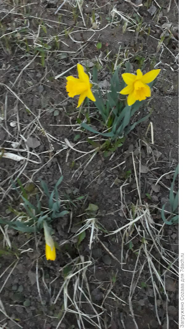 Первый распустившийся цветок на клумбе для всех вас! ПОЗДРАВЛЯЮ!