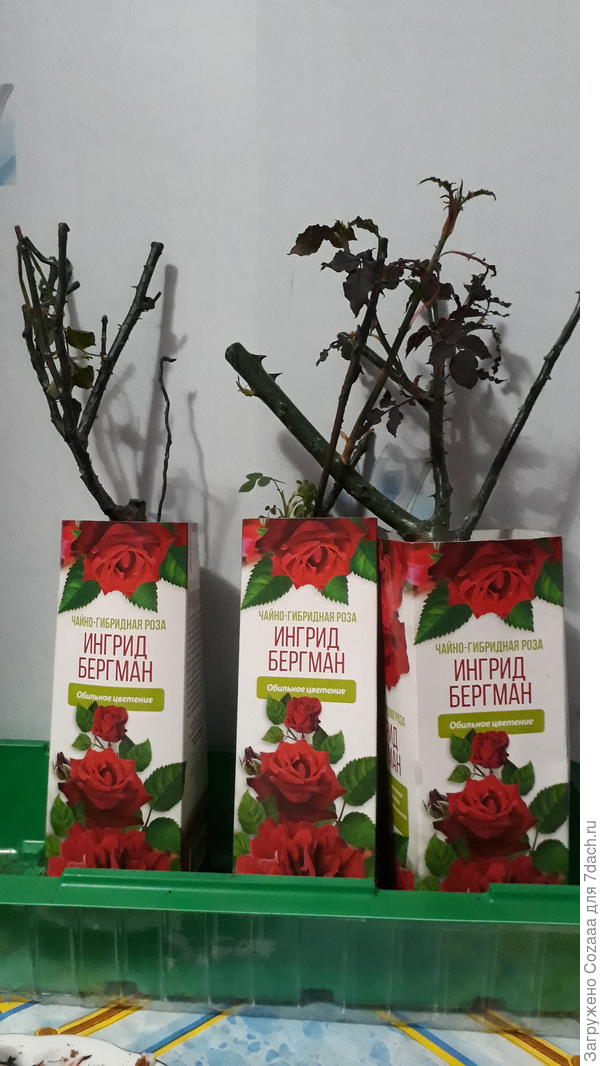 Вроде все с живыми побегами, замочила в ведре в фитоспорине.