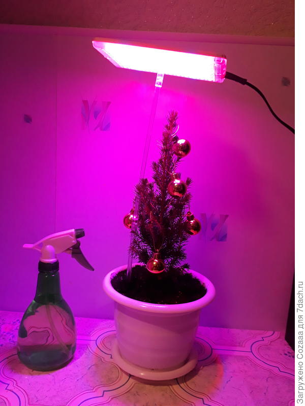 А мы с Коникой новый 2017 год встретили.