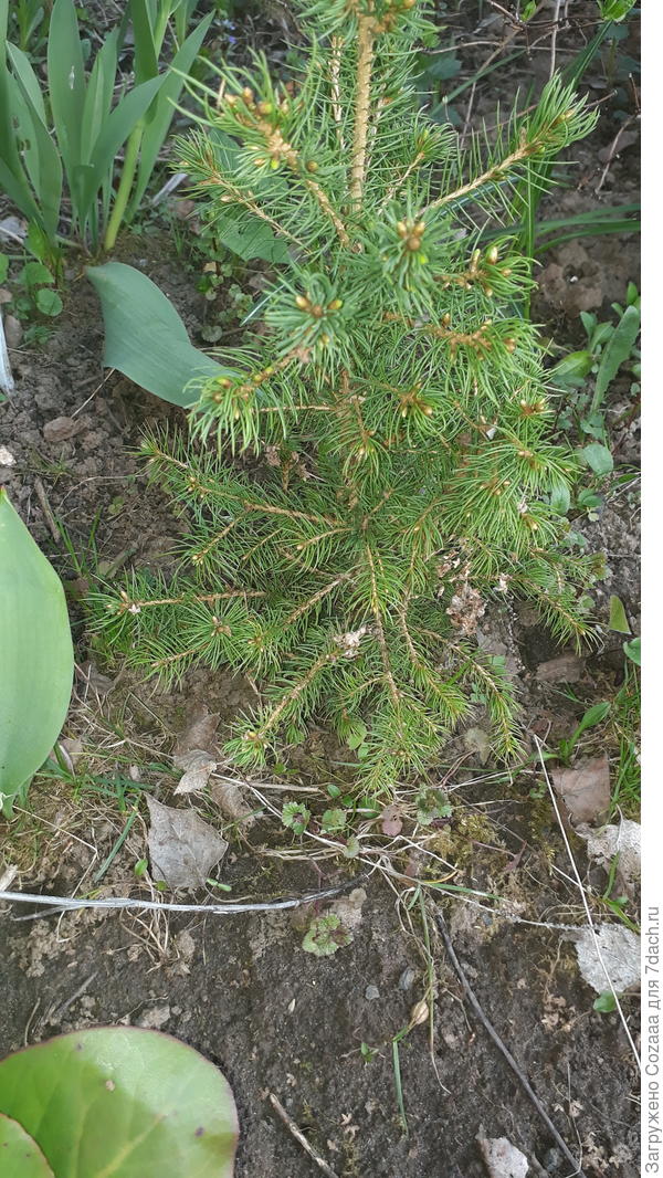 Весна 2019. Немного подросла.