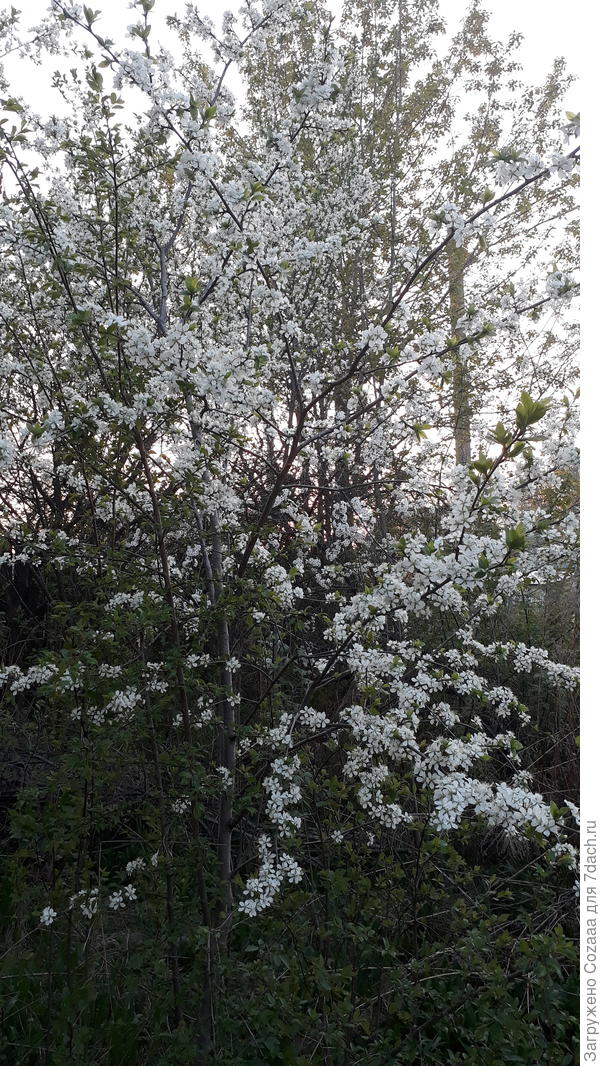 А у нас тоже началось цветение. Все сады в цвету. Это слива, на переднем плане. Я её купила два года назад, двулетку. Вот она нынче, вся усыпана цветами. Значит будут уже сливы. В прошлом году тоже цвела, но не так. И немного сливы было. А сзади вишня тоже вся в цвету. Красота неимоверная. Да ещё жара была вчера 30&deg;С.