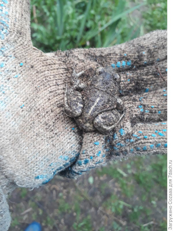 Я вот это чудо выкопала в прошлом году, когда целину перекапывала. Как они живут в утрамбованной земле? Не понятно. Ей повезло, что я её не разрубила на части. С ящерками такое было. Увы.