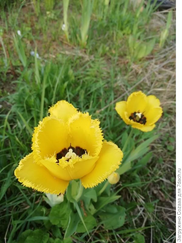 Тюльпаны расцвели точечными ударами. Почему точечными? Потому, как это я их так четыре года назад посадила. Раскидала по клумбе по одной луковице. Такая была балда. Решила, пока цветут, поставить возле них таблички и подписать, чтобы после отцветания выкопать и посадить групками. Плюс ещё докуплю.