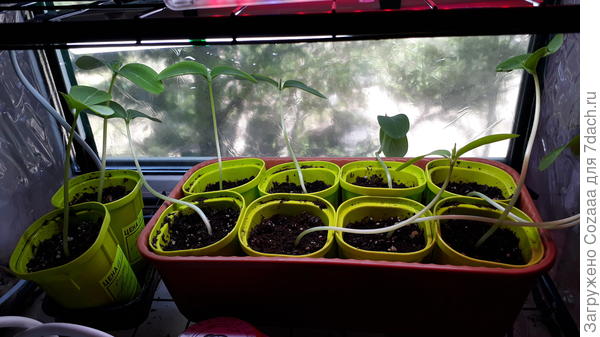 Три прямо уже повалились. Как их петелькой закручивать в таком маленьком горшочке? Ума не приложу. А как у тебя, нормально растут закрученные?