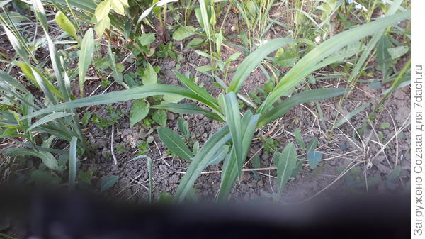 Похоже, это он. И рядом с ним ещё два. И гравилат вышел, и хосты, и ирис, что в прошлом году сажала. Лилейники думала не выживут, совсем задохлые были. Радость-то какая!