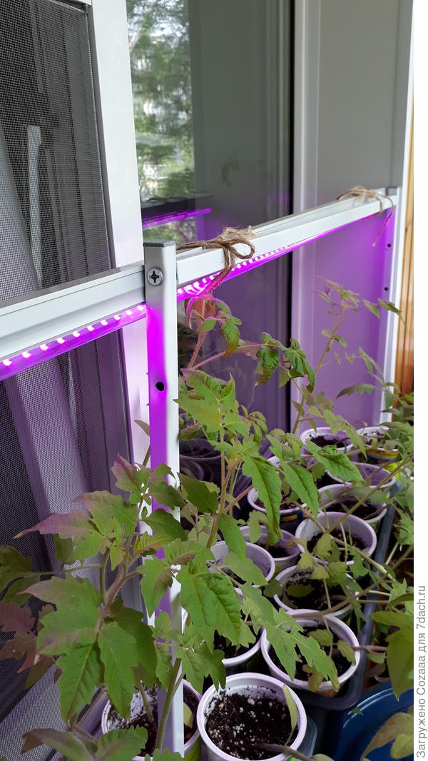 Опять пришлось подвесить. Рассаду пока высадить нет возможности, она перерастает и валится. На следующей неделе надо будет срочно высаживать. А на улице днём +15, а ночью и того меньше. Может потеплеет. Этот светильник с фиолетовым свечением.