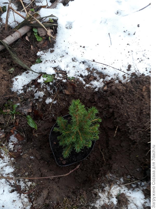 Прикапываю.