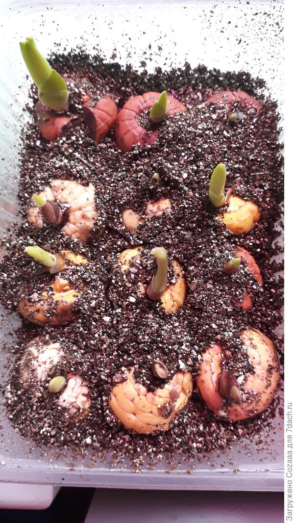 Луковицы гладиолусов проснулись.