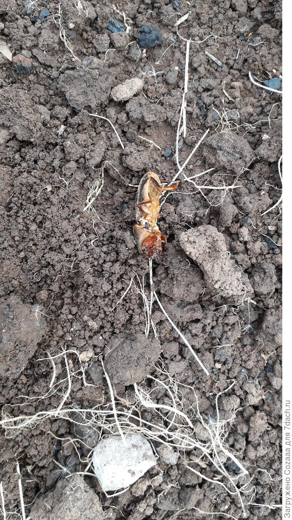 Она же, я её выкопала. Процесс пошёл!