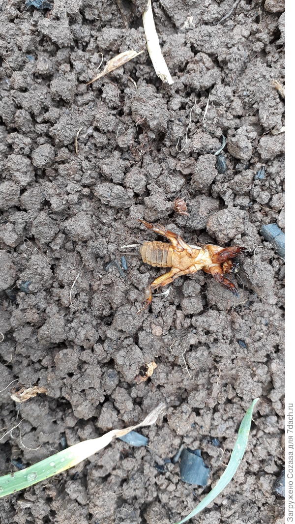 Эта ещё лапками дрыгала, когда я к ней подошла.