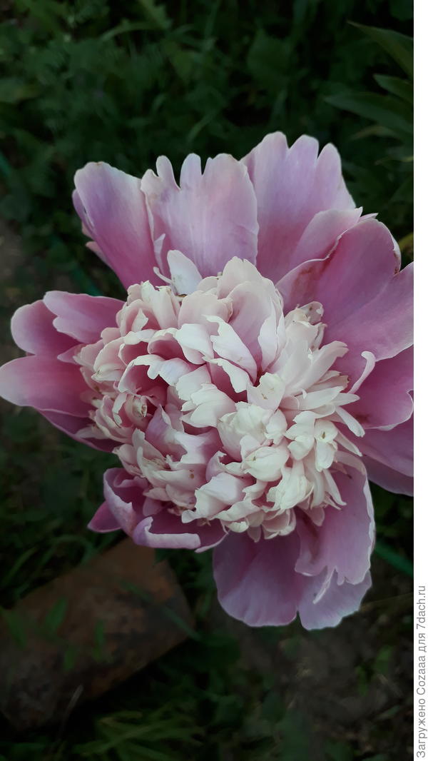 Какой сорт не знаю.