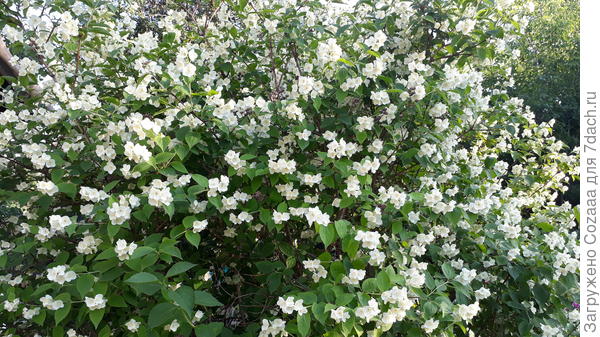 Может удасться пересадить. Жалко старичка.