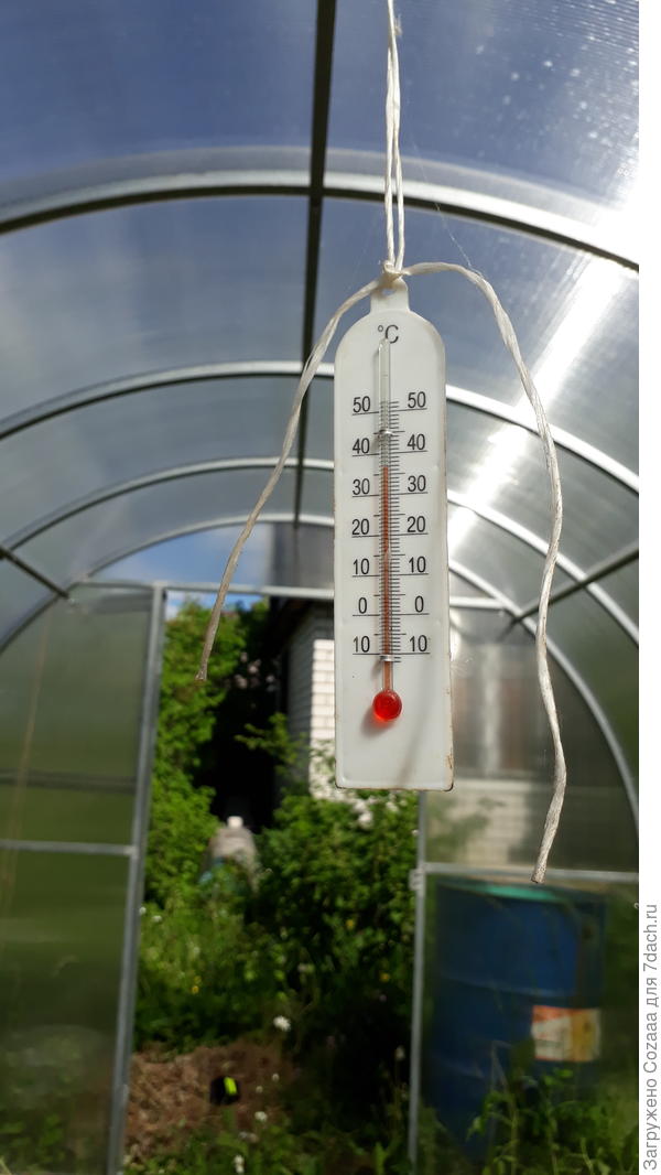 На момент начала высадки рассады температура воздуха в теплице 37°С.