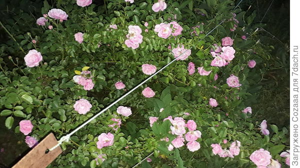 Она плетистая, я купила ей опору-арку, нужно поставить. Цветёт просто шикарно в этом году.