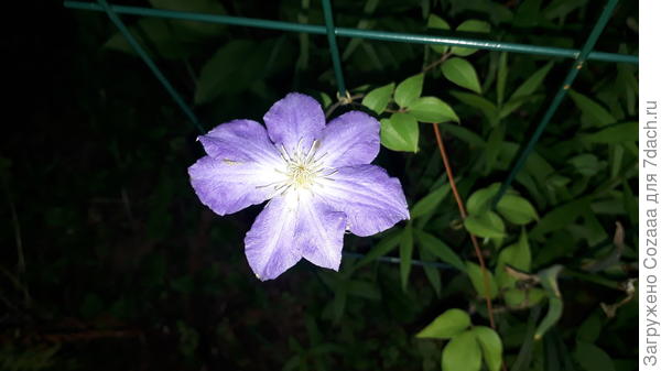 Он зацвёл! Вчера приехала, смотрю мой малыш цветочек выпустил. У меня радости....!