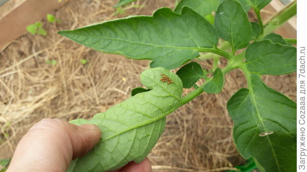 Я конечно это уничтожила. Но давилось плохо. Очень твёрдая оболочка у этих яиц.